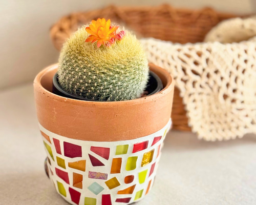 サボテン 雪晃♡抜き苗(^○^) 1649450716833_933198_photo.jpg