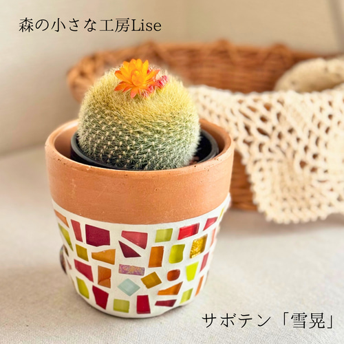 現品限り】サボテン 雪晃 鉢付き カラフル ポップ 植木鉢 植え替え