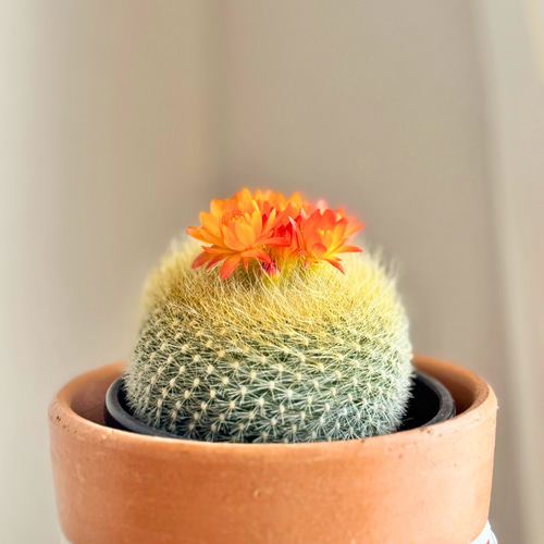 現品限り】サボテン 雪晃 鉢付き カラフル ポップ 植木鉢 植え替え