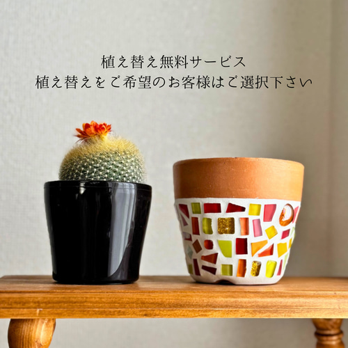 現品限り】サボテン 雪晃 鉢付き カラフル ポップ 植木鉢 植え替え