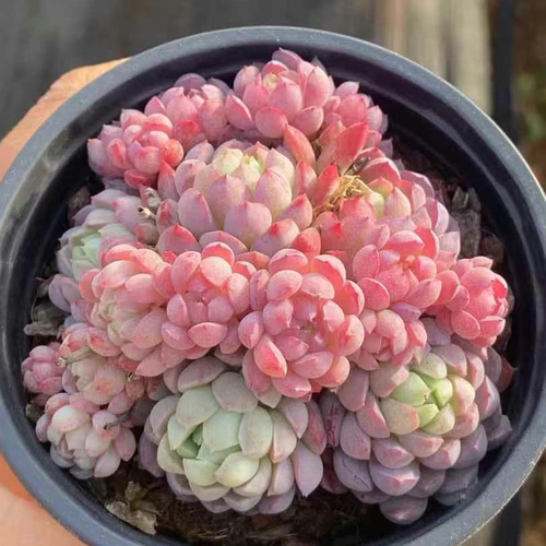 超可愛い 多肉植物 エケベリア 桜ブールドネージュ 群生苗 抜き苗 1株