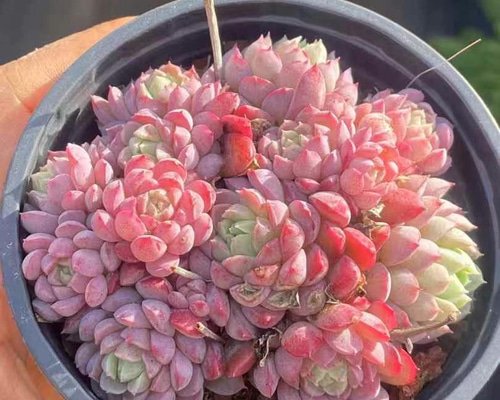 3abccd6454959fde3d5cb16cea4eb6