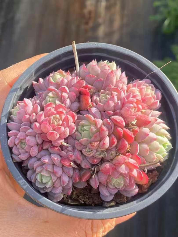 超可愛い 多肉植物 エケベリア 桜ブールドネージュ 群生苗 抜き