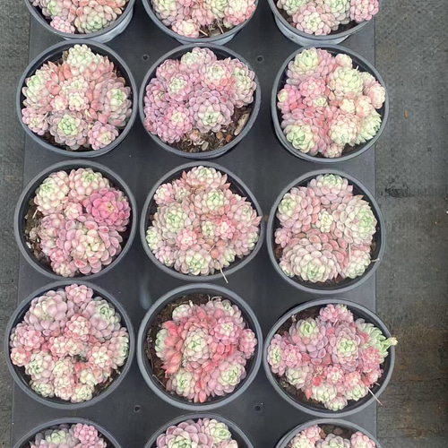 超可愛い 多肉植物 エケベリア 桜ブールドネージュ 群生苗 抜き苗 1株