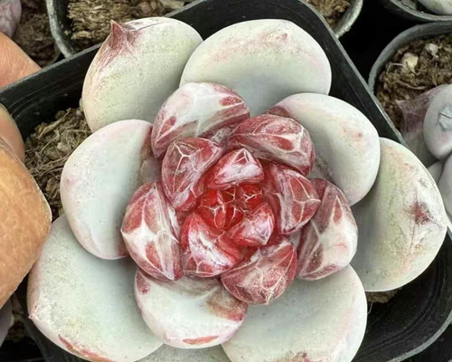 新入荷 多肉植物 エケベリア 蜜糖 4cm 抜き苗 1株 多肉植物 愛多肉-(AI