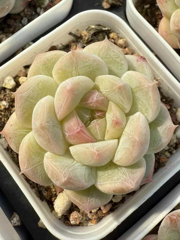 多肉植物 エケベリア 桜もち 4cm 抜き苗 1株 多肉植物 愛多肉-(AI
