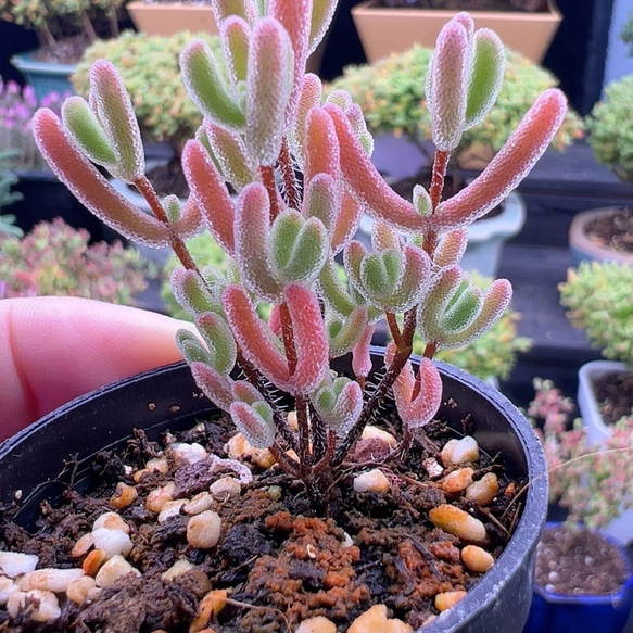 新入荷❣️多肉植物 ドロサンテマム キラキラ スモールスター