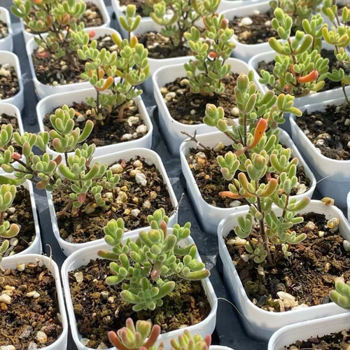 新入荷　多肉植物　ドロサンテマム　小小米　抜き苗　1株　7cm鉢 新入荷❣️多肉植物 ドロサンテマム キラキラ スモールスター 抜き苗 1