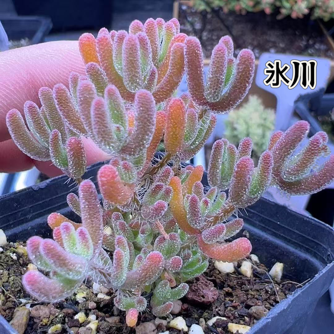 特価❣️多肉植物　ドロサンテマム　キラキラ　ルビー　抜き苗　1株 多肉植物 ドロサンテマム キラキラ Orange leaf 抜き苗 1株 多肉