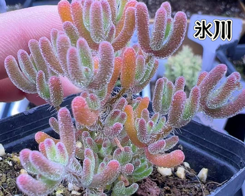 特価❣️多肉植物　ドロサンテマム　キラキラ　ルビー　抜き苗　1株 特価❣️多肉植物 ドロサンテマム キラキラ ルビー 抜き苗 1株