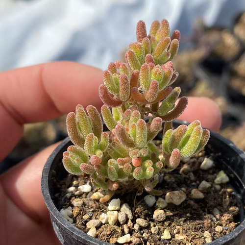 新入荷❣️多肉植物 ドロサンテマム キラキラ 氷川 抜き苗 1株