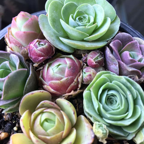SALE❣️多肉植物 リトープス カラフル 10玉 1.4cm以上 抜き苗 SALE❣️多肉植物 リトープス カラフル 10玉 1.4cm以上 抜き苗