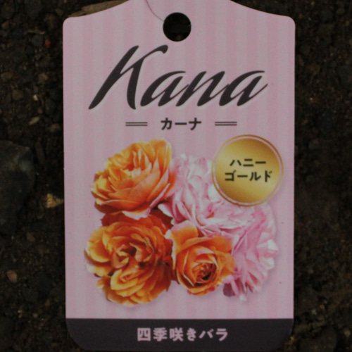 1鉢）豪華♪5号 ミニバラ カーナハニーゴールド ♪ 花色が変化します