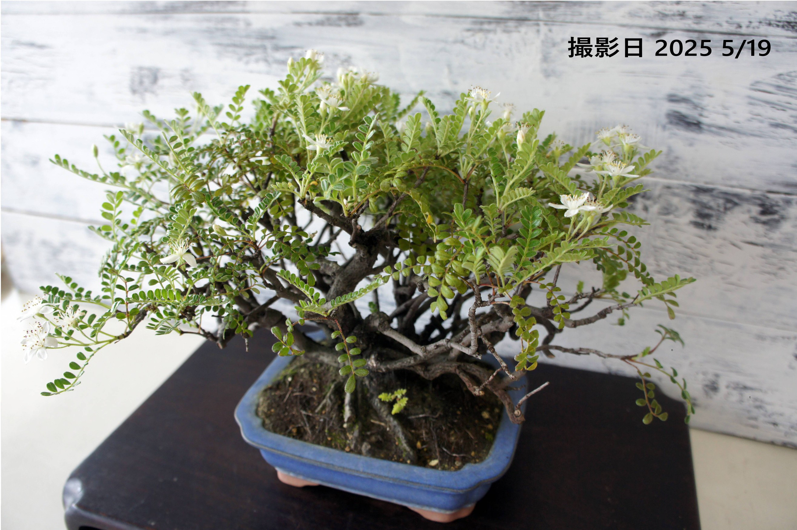 盆栽 『磯山椒』 和風 インテリア 園芸 ガーデニング おしゃれ 雑貨 オブジェ 048