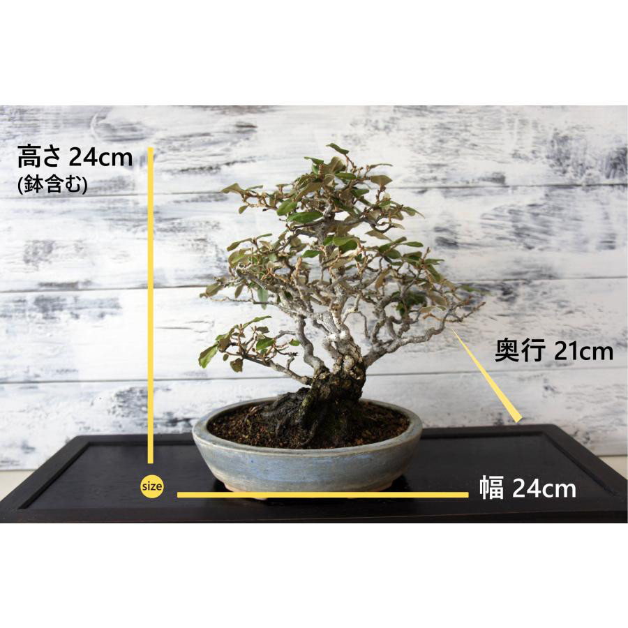 盆栽 『グミ』 和風 インテリア 園芸 ガーデニング おしゃれ 雑貨 オブジェ 050