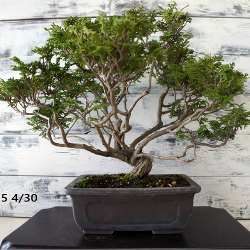 盆栽 『ヒノキ』 和風 インテリア 園芸 ガーデニング おしゃれ 雑貨