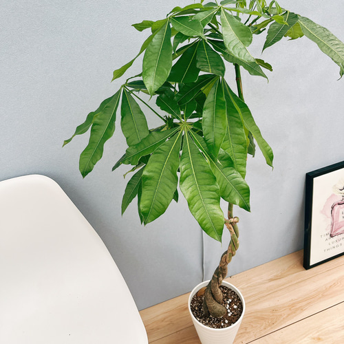 現品］86番 パキラ 編み込み 7号 観葉植物 おしゃれ 室内 ねじり