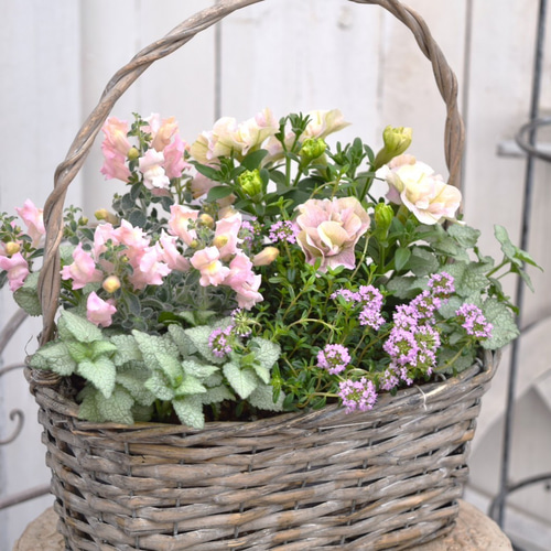 4/18YouTube紹介】「ふんわりかわいい♪」ペチュニア寄せ植え※寄せ植え