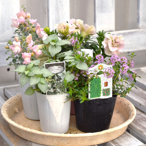 母の日にも♪ 寄せ植え　花■ペチュニアのミニ寄せ植え 513fdda4d8dbbf36314a9b8ad3aa88