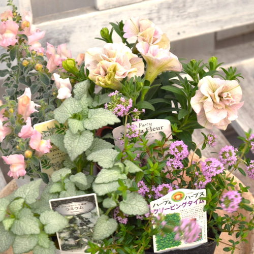 4/18YouTube紹介】「ふんわりかわいい♪」ペチュニア寄せ植え