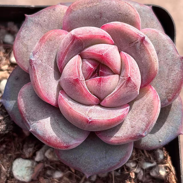 新入荷 入手困難品種 多肉植物 エケベリア 紫芋大福 4-5cm 抜き苗 1株