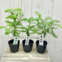 株立ち 大株 ユーカリ ポポラス 7号 その他インテリア雑貨 PLANTS