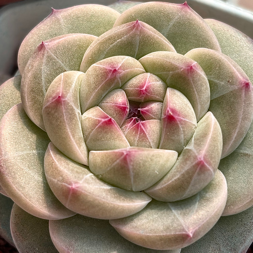 多肉植物 エケベリア 丸葉シュークリーム 5-6cm 抜き苗 1株 多肉