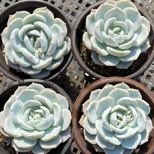 多肉植物 エケベリア 白茶 6-7cm 大株 抜き苗 1株 多肉植物 愛多肉-(AI