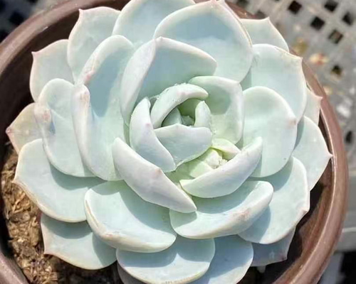 be9fe2b4c8b52bc45ef4a179d894ed