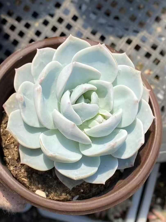 多肉植物 エケベリア 白茶 6-7cm 大株 抜き苗 1株 多肉植物 愛多肉-(AI