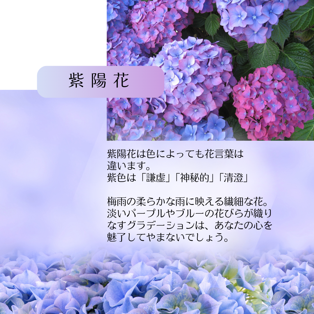 《セット割》紫陽花しゃらりん*ピアス／イヤリング＋ネックレス