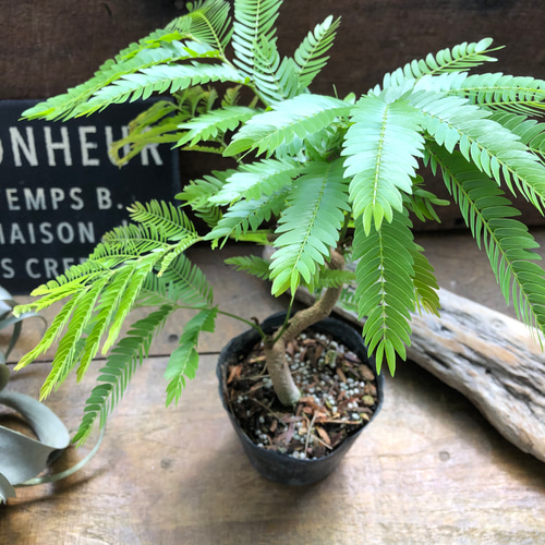 曲がり木♡エバーフレッシュ♡観葉植物♡インテリア アートフラワー