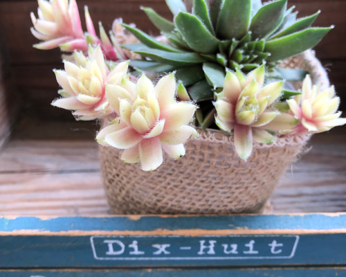 BeautyLife＠123専用　仮出品多肉 10ca5519693319e1b3b882e1f50f4f