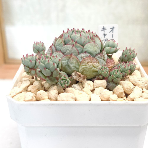 オーストラリアキャプテンヘイ【エケベリア 多肉植物】 多肉植物