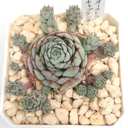 オーストラリアキャプテンヘイ【エケベリア 多肉植物】 多肉植物