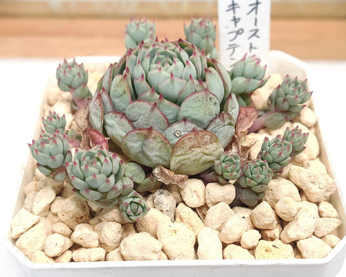 4ffc82c4d4c189b53abd528229fc93