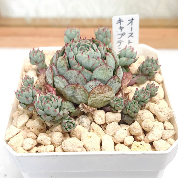 オーストラリアキャプテンヘイ【エケベリア 多肉植物】 多肉植物