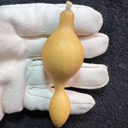 瓢箪　ひょうたん　約152cm 31dVoYsPklL.jpg_BO30,255,255,