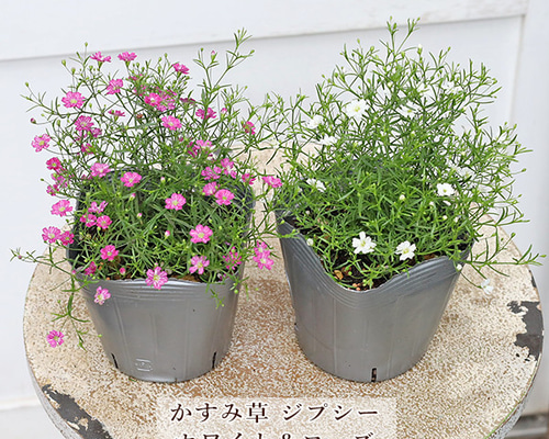 かすみ草さま　白のみ生地終了 かすみ草さま 白のみ生地終了 かすみ草さま 白のみ生地終了