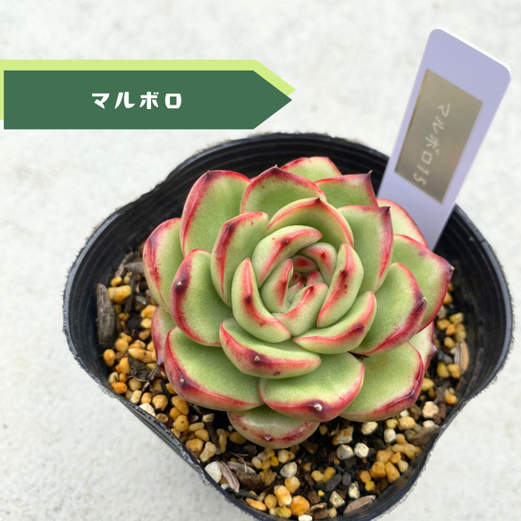 sale☆1苗【7.5cmポット/マルボロ】中苗 輸入苗 多肉植物 多肉