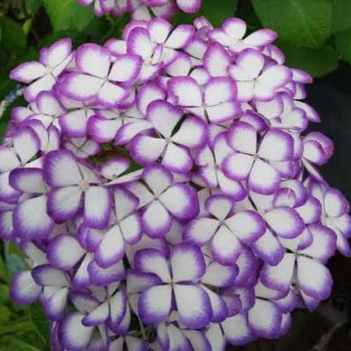 紫陽花【紫式部】バイカラーの斑入り葉 十二単衣のような雅な色彩 