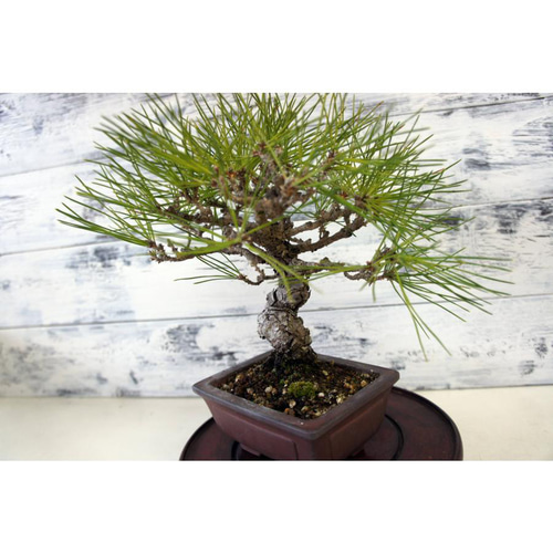 盆栽 『黒松』 和風 インテリア 観葉植物 園芸 オブジェ 送料無料 b074 盆栽 『黒松』 和風 インテリア 園芸 ガーデニング 雑貨 オブジェ 和の