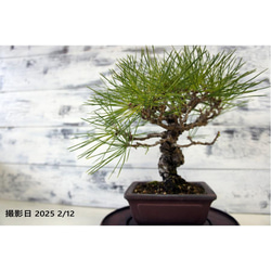 盆栽 『黒松』 和風 インテリア 園芸 ガーデニング おしゃれ 雑貨