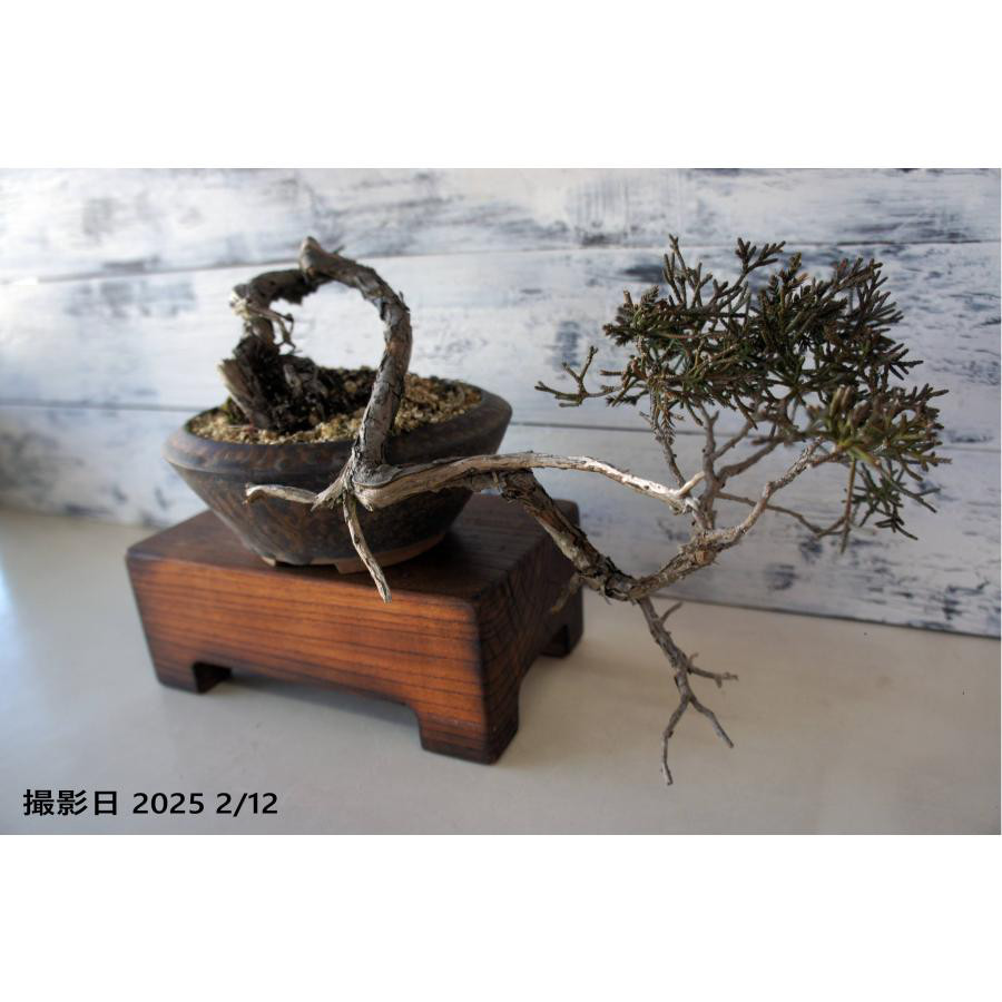 盆栽 『真柏』 和風 インテリア 園芸 ガーデニング おしゃれ 雑貨 オブジェ 058