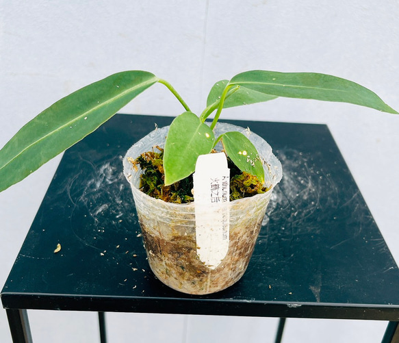 現品］【希少】9番 アンスリウム ワロクアーナム 2.5号 観葉植物