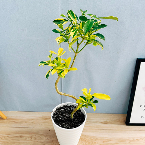 珍しい 3番 ファグラエア ベルテロアナ 7号 曲がり 観葉 ユニーク