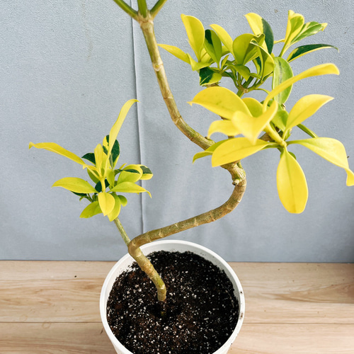 現品　ファグラエア　ベルテロアナ　曲がり　観葉植物　室内　インテリアグリーン ファグラエア ベルテロアナ 曲がり 観葉植物 室内 インテリアグリーン