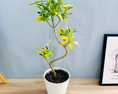 現品］【希少】92番 ファグラエア ベルテロアナ バリエガータ 7号