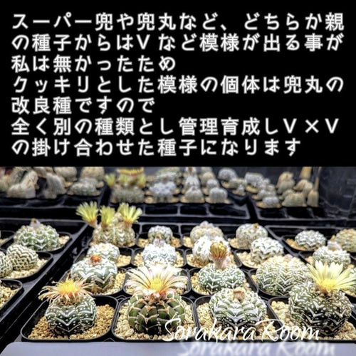 スーパー兜Vタイプ 兜丸 サボテンの 種子 100粒のΩ版の混合種です 匿名配送 スーパー兜Vタイプ 兜丸 サボテンの 種子 100粒のΩ版の混合