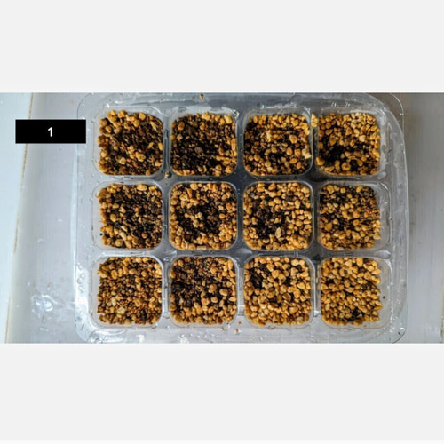 アストロフィツム 兜丸Vタイプ の'混合種になります 基本10粒 （Ω版